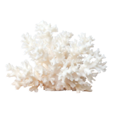 White coral branch, 70s