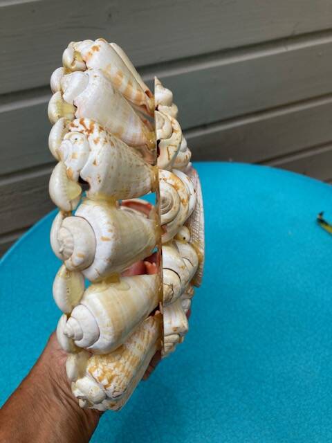 Shell bowl from the 1960s.