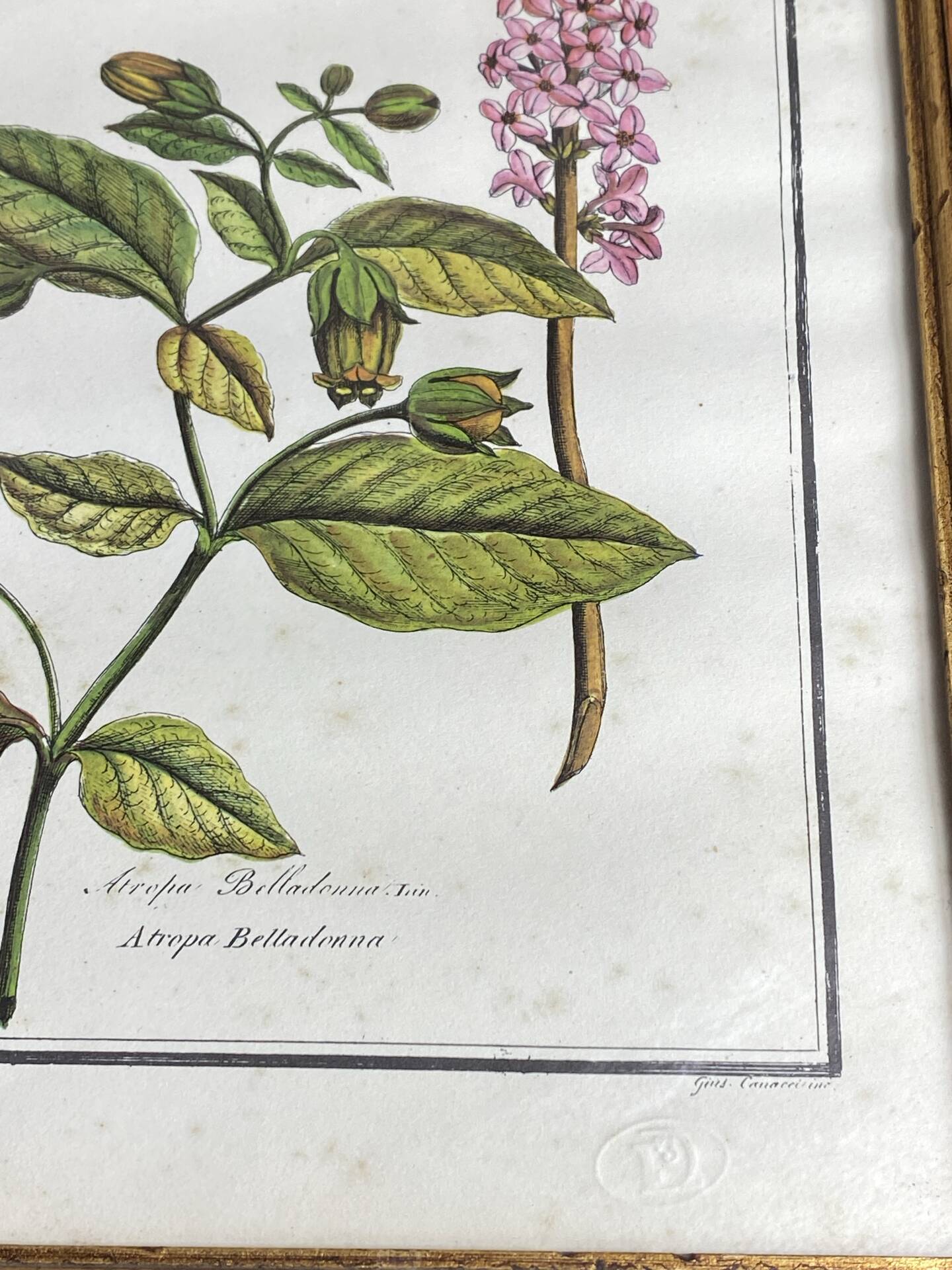 Framed botanical print, Atropa Belladonna