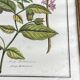 Framed botanical print, Atropa Belladonna