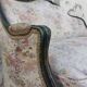 Sofa bench louis XV carved basket