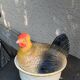 Terrine hen in slurry, vintage glazed ceramic