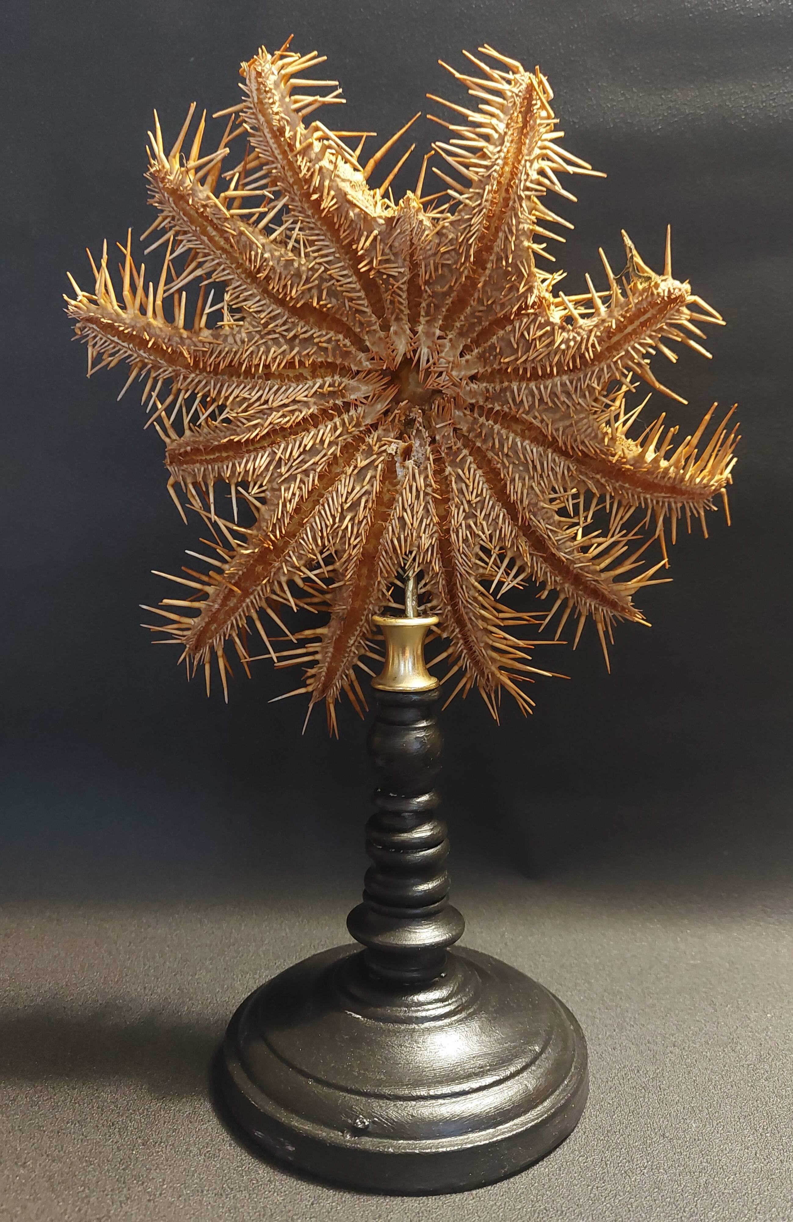 Cabinet de Curiosités étoile de mer acanthaster planci sur socle