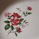 Plat ovale Luneville Badonviller