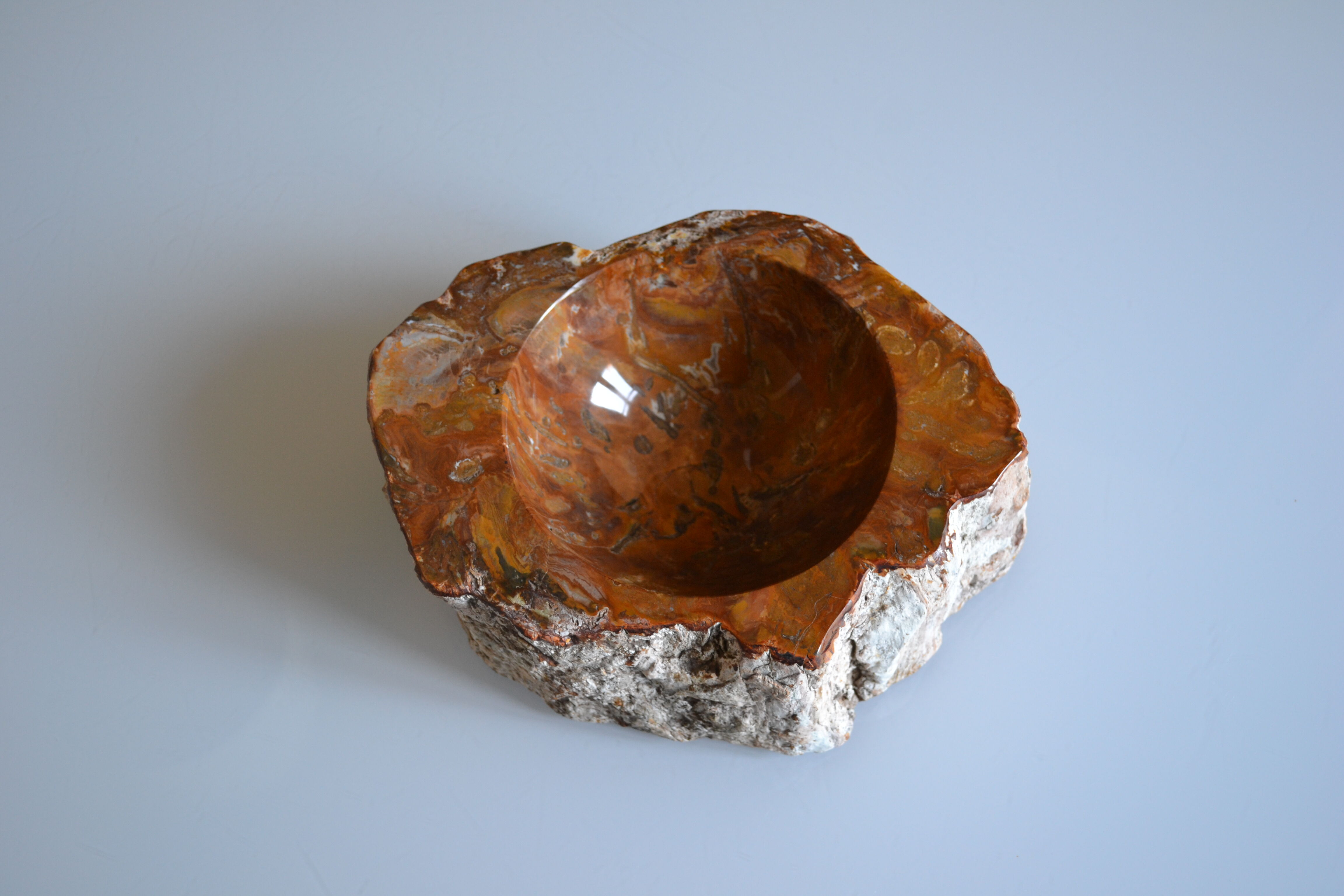 Empty pocket or ashtray in fossilized wood