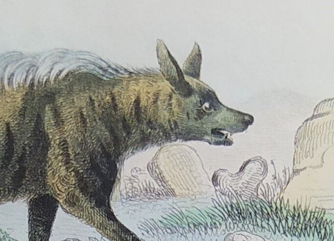 Original Zoological Plate " Hyena & Otter of Canada - Buffon 1940