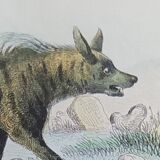 Original Zoological Plate " Hyena & Otter of Canada - Buffon 1940