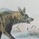 Original Zoological Plate " Hyena & Otter of Canada - Buffon 1940