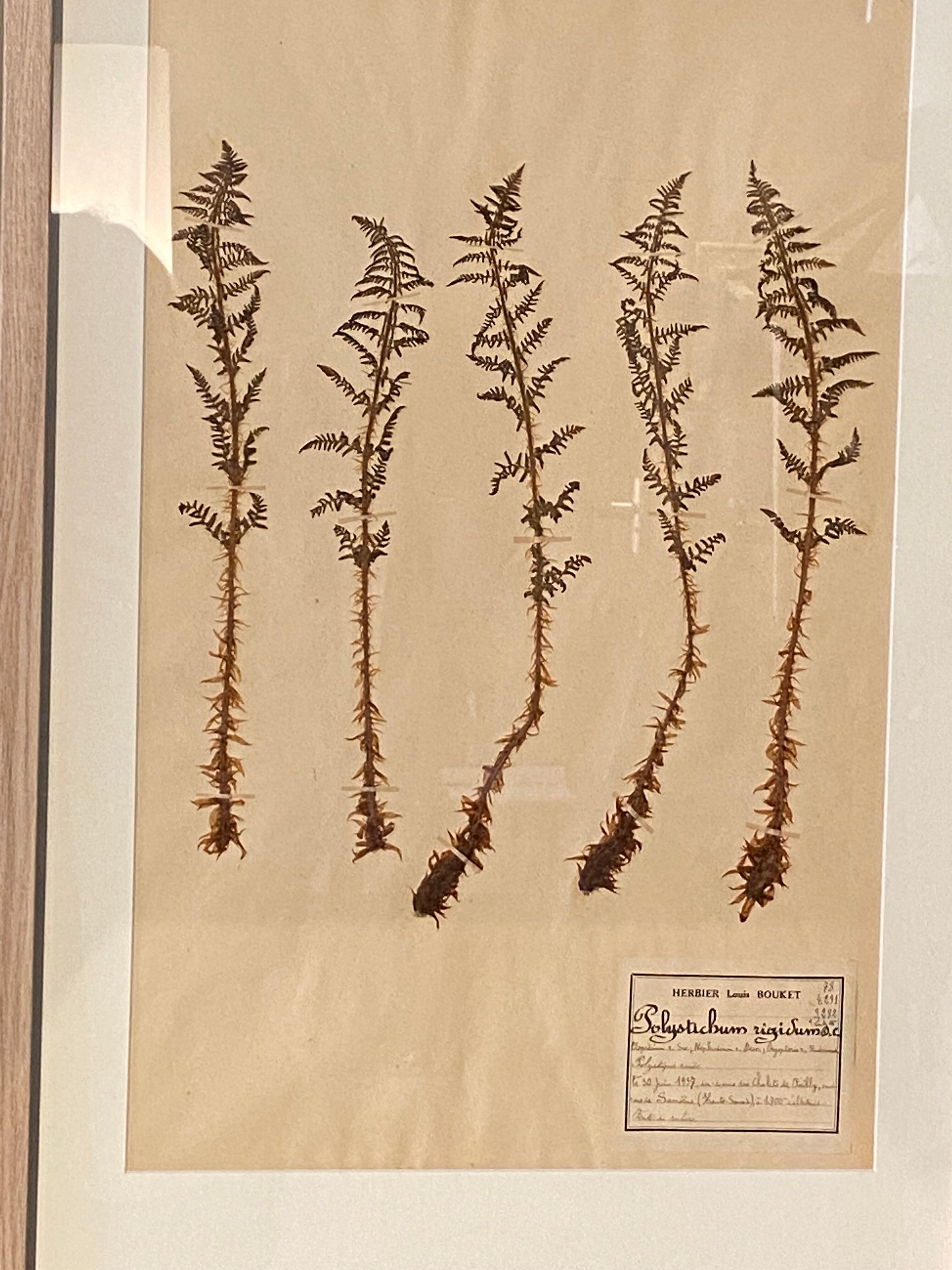 Old herbarium of Louis Bouket