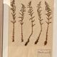 Old herbarium of Louis Bouket