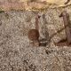 Paire de chenets ancien