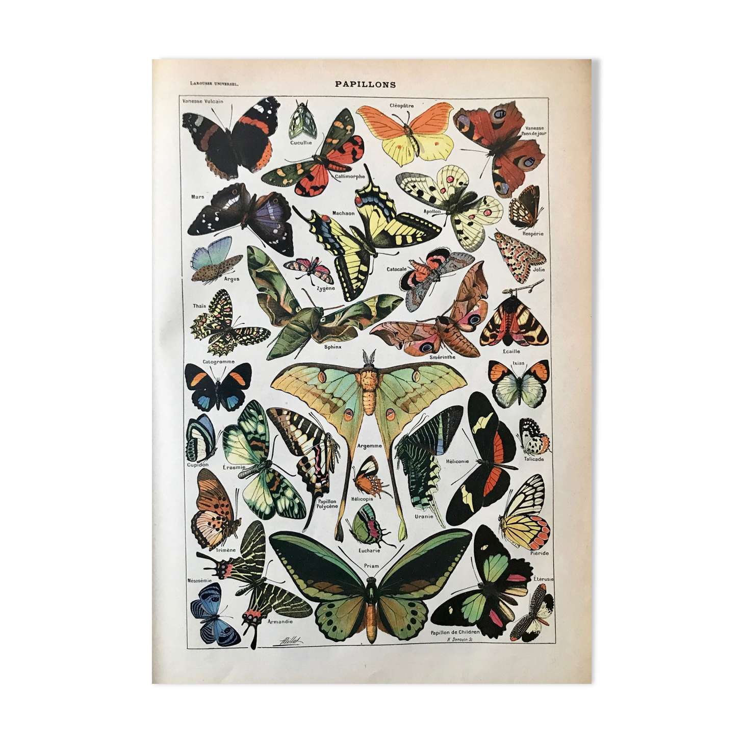 Vintage butterfly board 1922