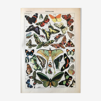 Planche de papillons vintage 1922