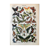 Vintage butterfly board 1922