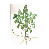 Botanical poster 1976