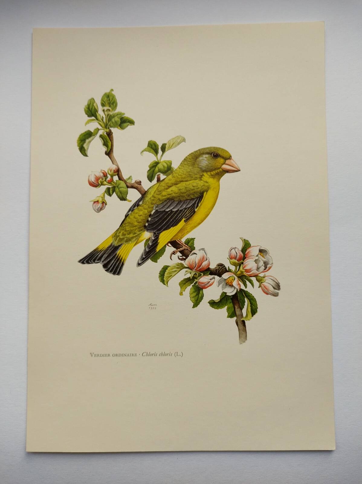 Bird board 60s - Ordinary Greenfinch - Vintage ornithological illustration