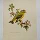 Bird board 60s - Ordinary Greenfinch - Vintage ornithological illustration