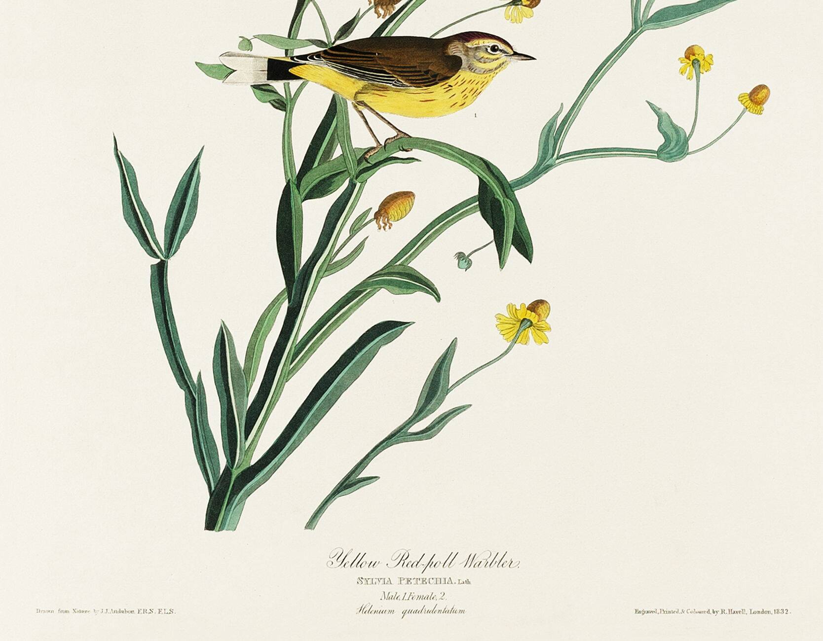 Poster of the White Wagtail, after an old engraving