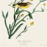 Poster of the White Wagtail, after an old engraving