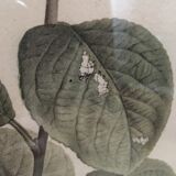 Lithography framed by Pancrace Bessa
