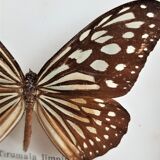 Naturalized butterfly