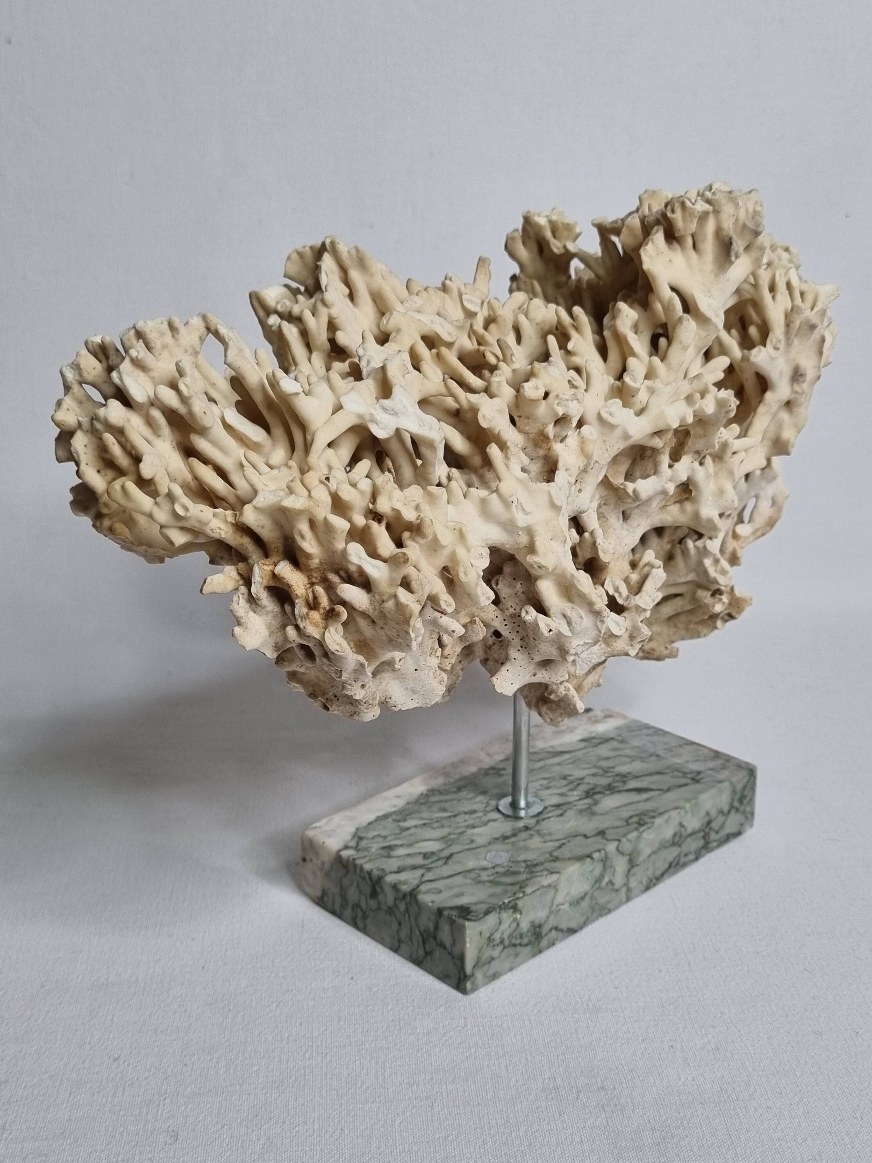 Antique White Coral on Grey Marble Base, 21 cm