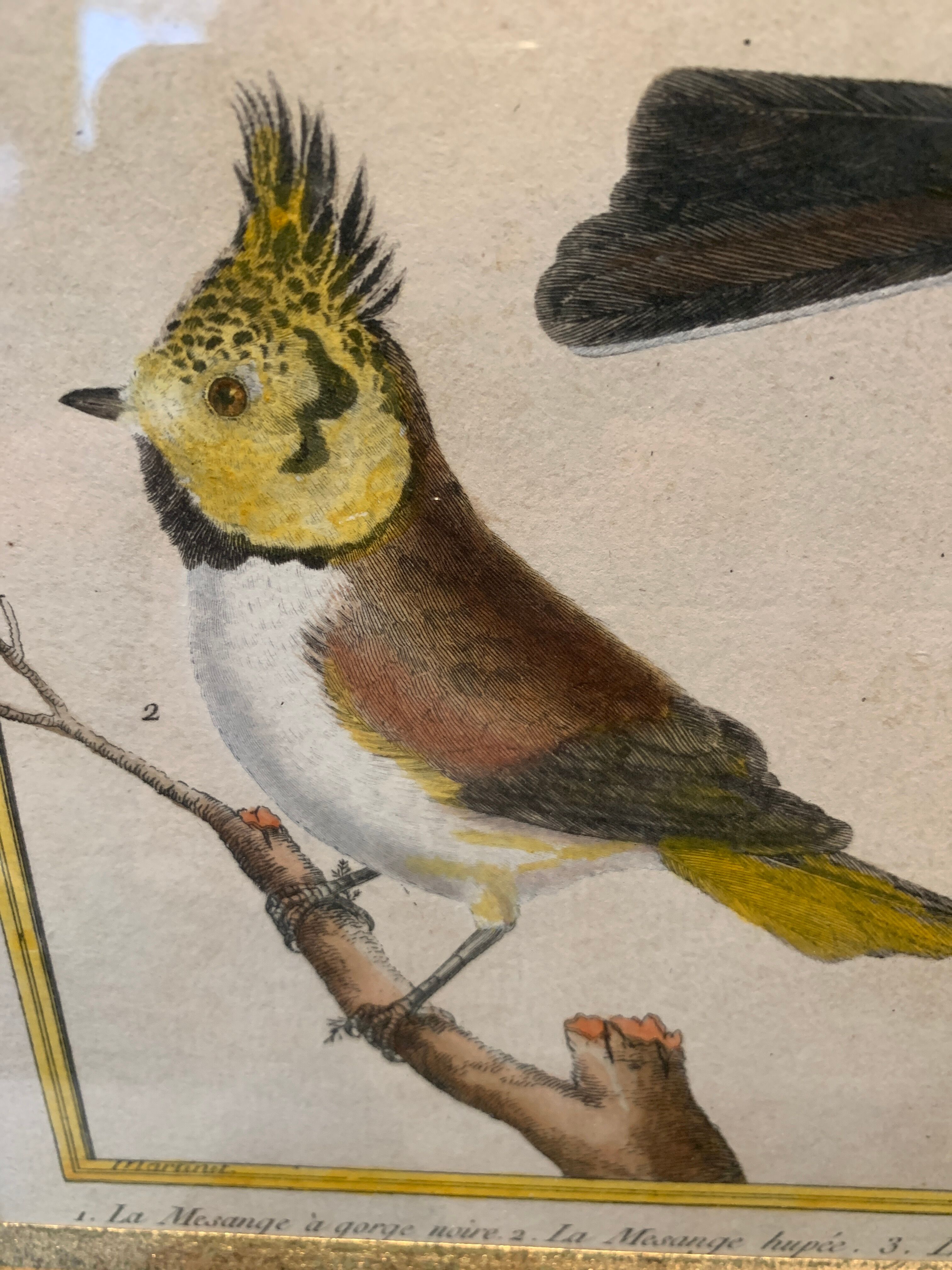 Set of 7 bird engravings