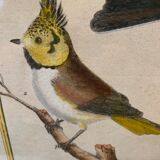 Set of 7 bird engravings