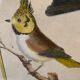 Lot de 7 gravures oiseaux
