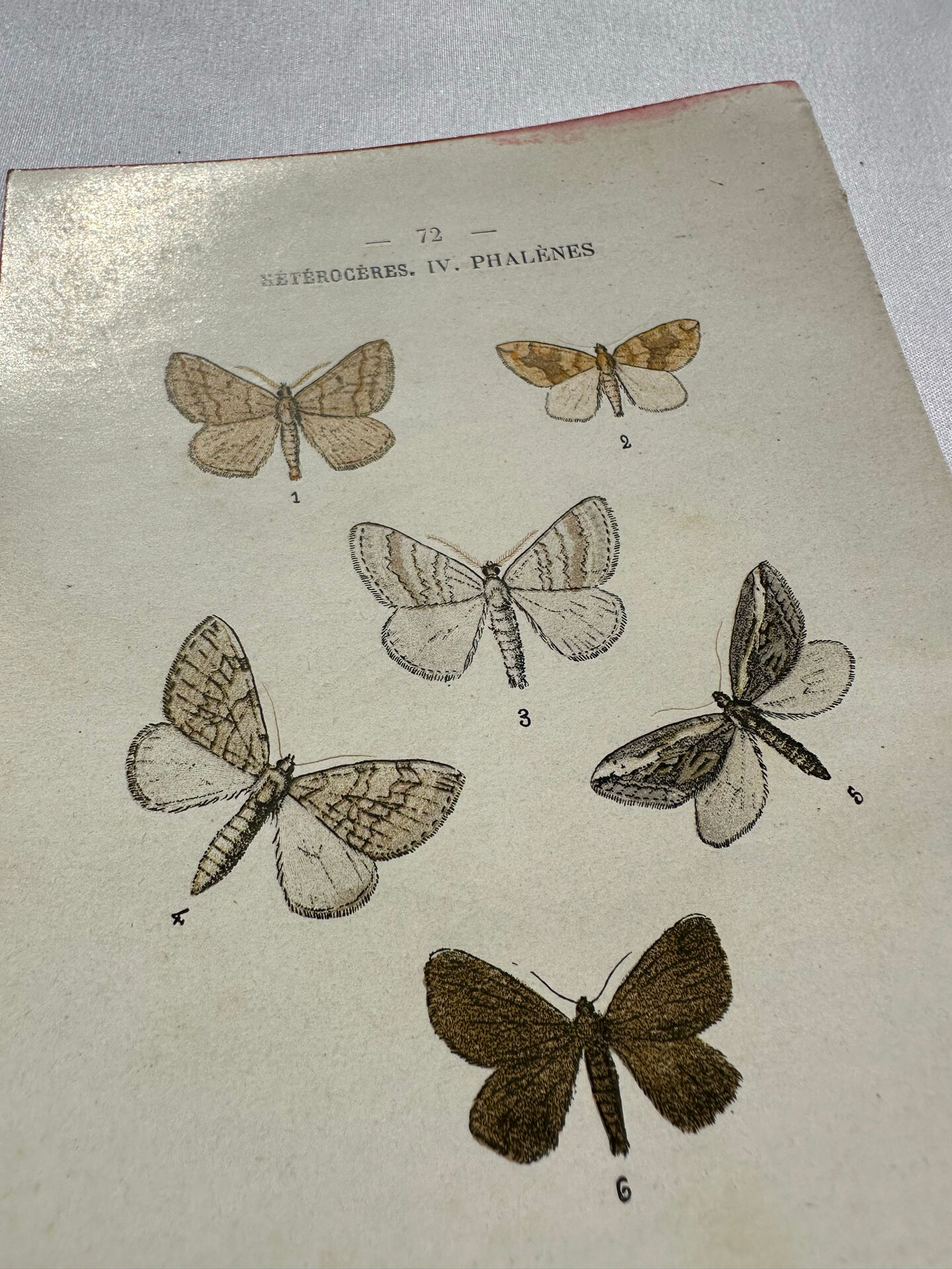 Botanical Plate 1800 Old Naturalist Engraving 19th Century Double-Sided