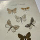 Botanical Plate 1800 Old Naturalist Engraving 19th Century Double-Sided