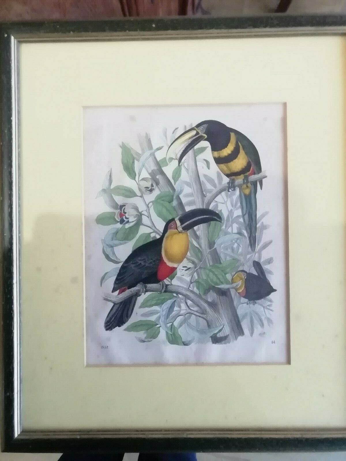 Gravure oiseaux 1852