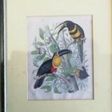 Gravure oiseaux 1852