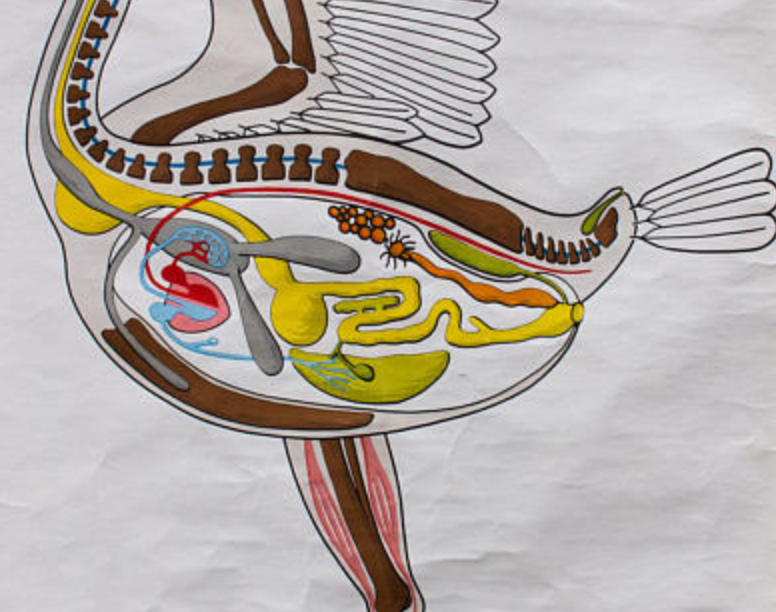 "Bird" plans of construction in the animal Kingdom poster Verlag Berlin 1967 Gamke Gerhard