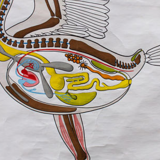 Affiche "oiseaux" plans de construction dans le règne animal Verlag Gerhard Gamke Berlin 1967