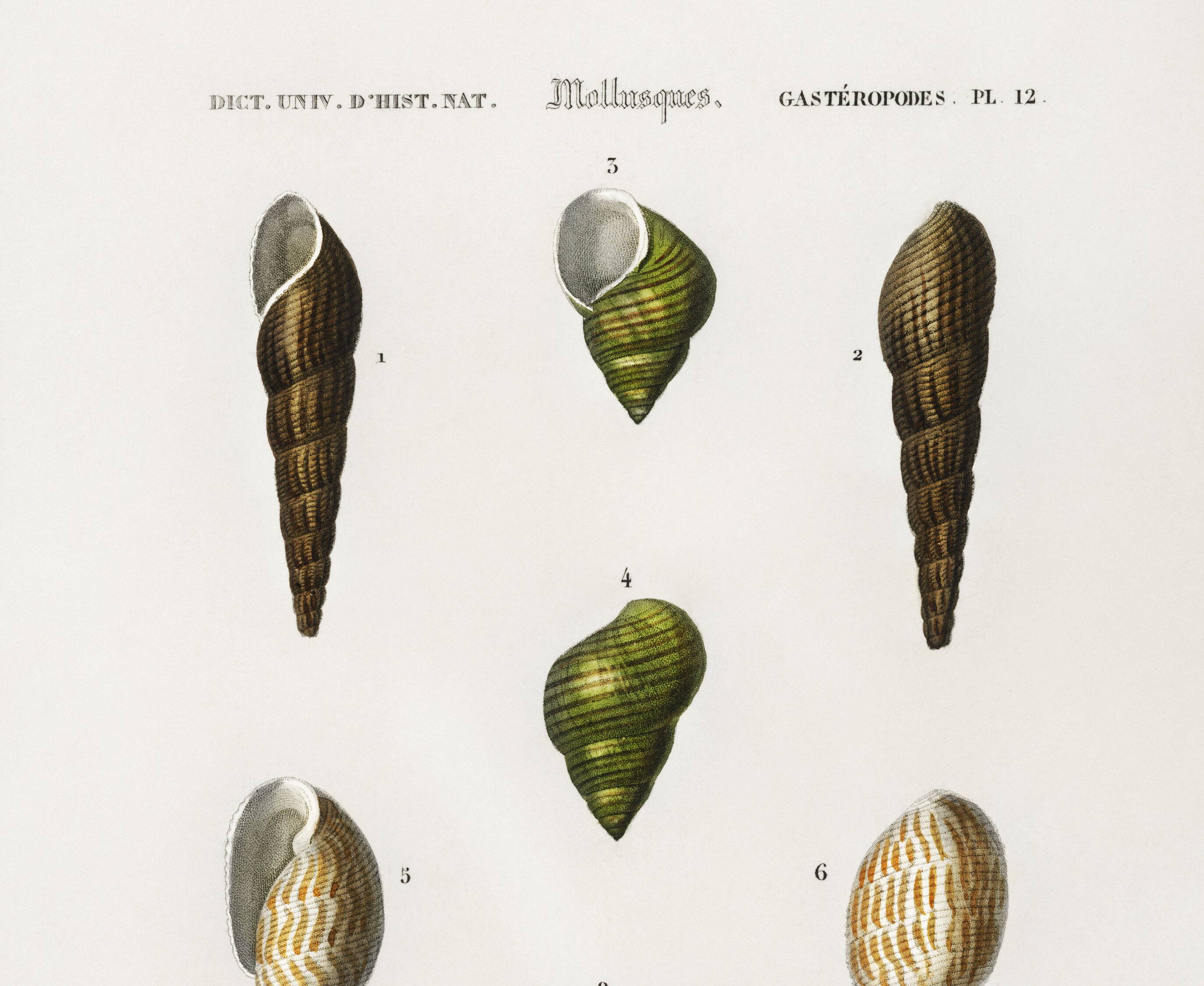 Poster about seashells and marine mollusks, based on an engraving