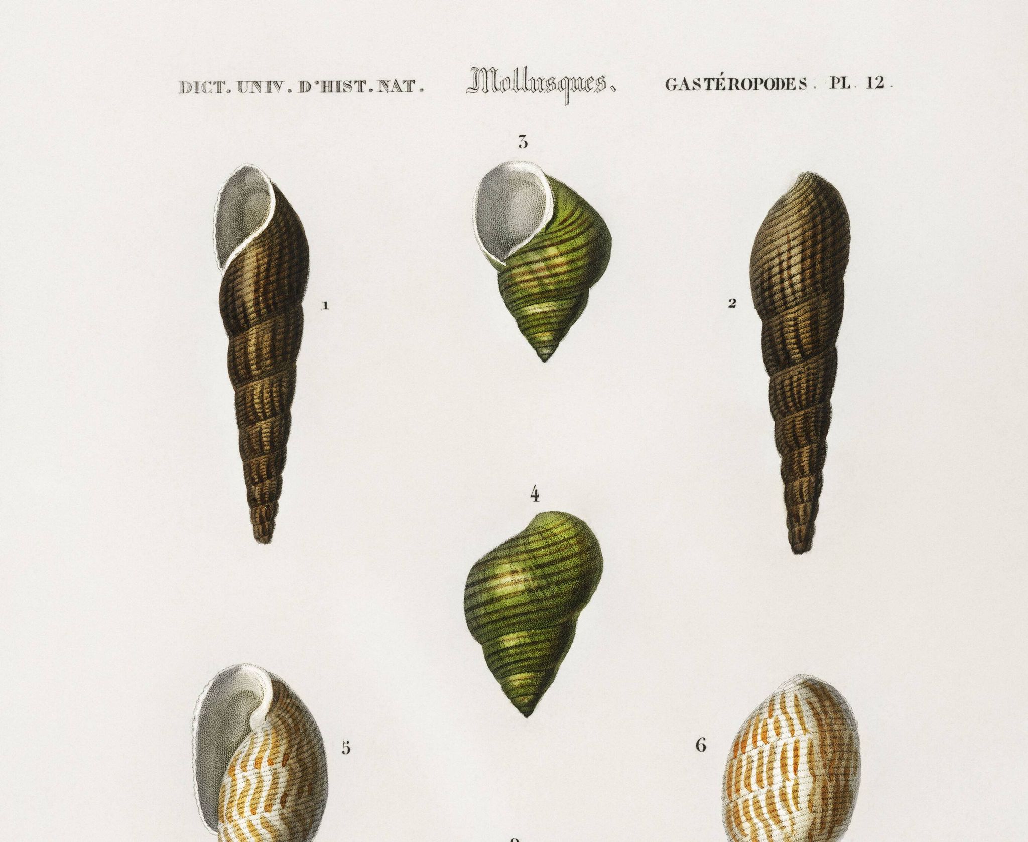 Poster about seashells and marine mollusks, based on an engraving