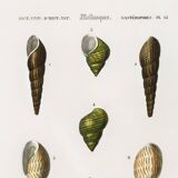 Poster about seashells and marine mollusks, based on an engraving