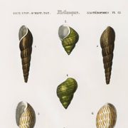Poster about seashells and marine mollusks, based on an engraving