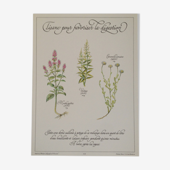 Affiche botanique tisane pour favoriser la digestion