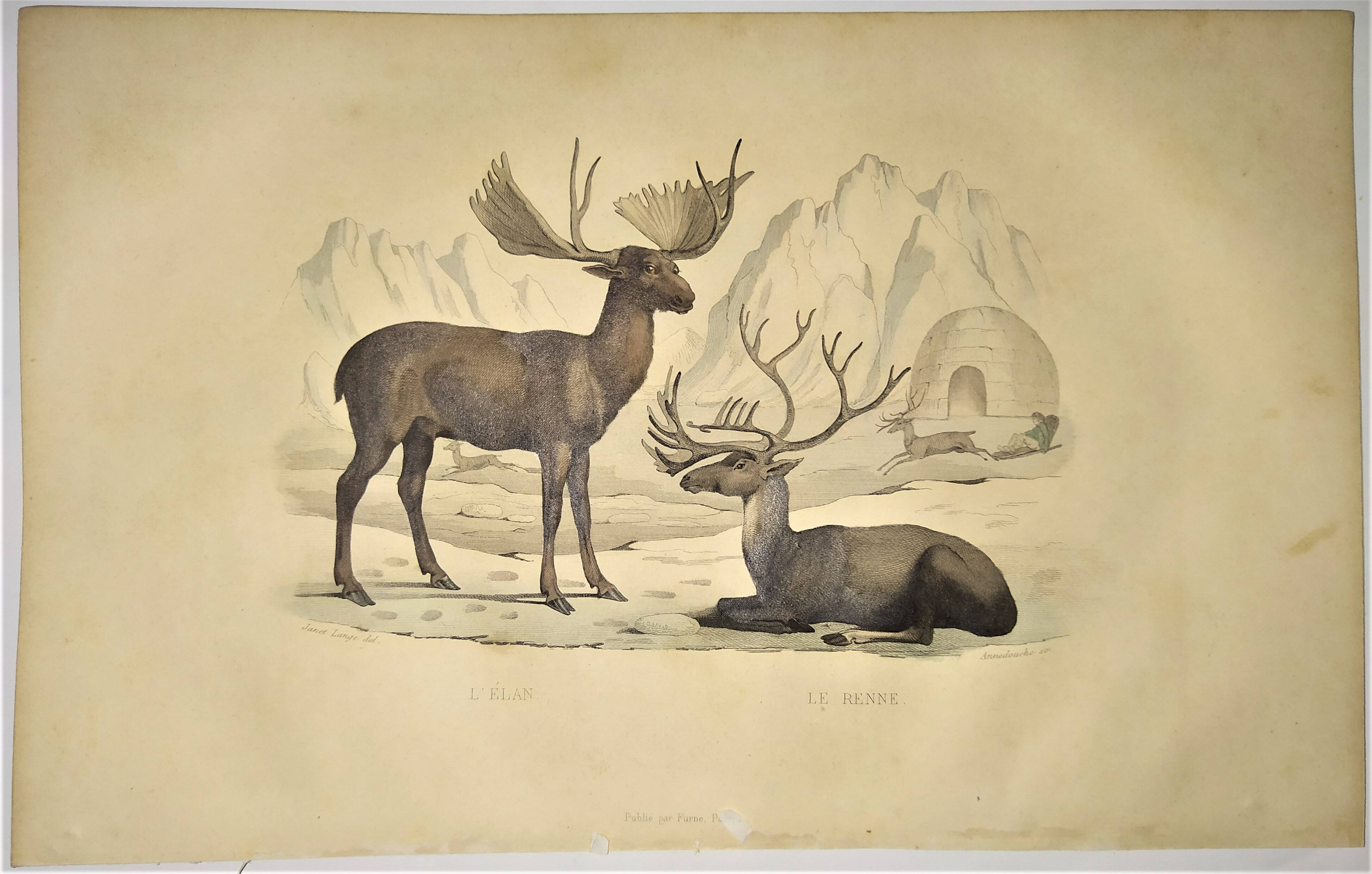 Ornithological Plate Buffon 1838 "Moose & Reindeer"