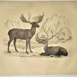 Ornithological Plate Buffon 1838 "Elk & Reindeer"