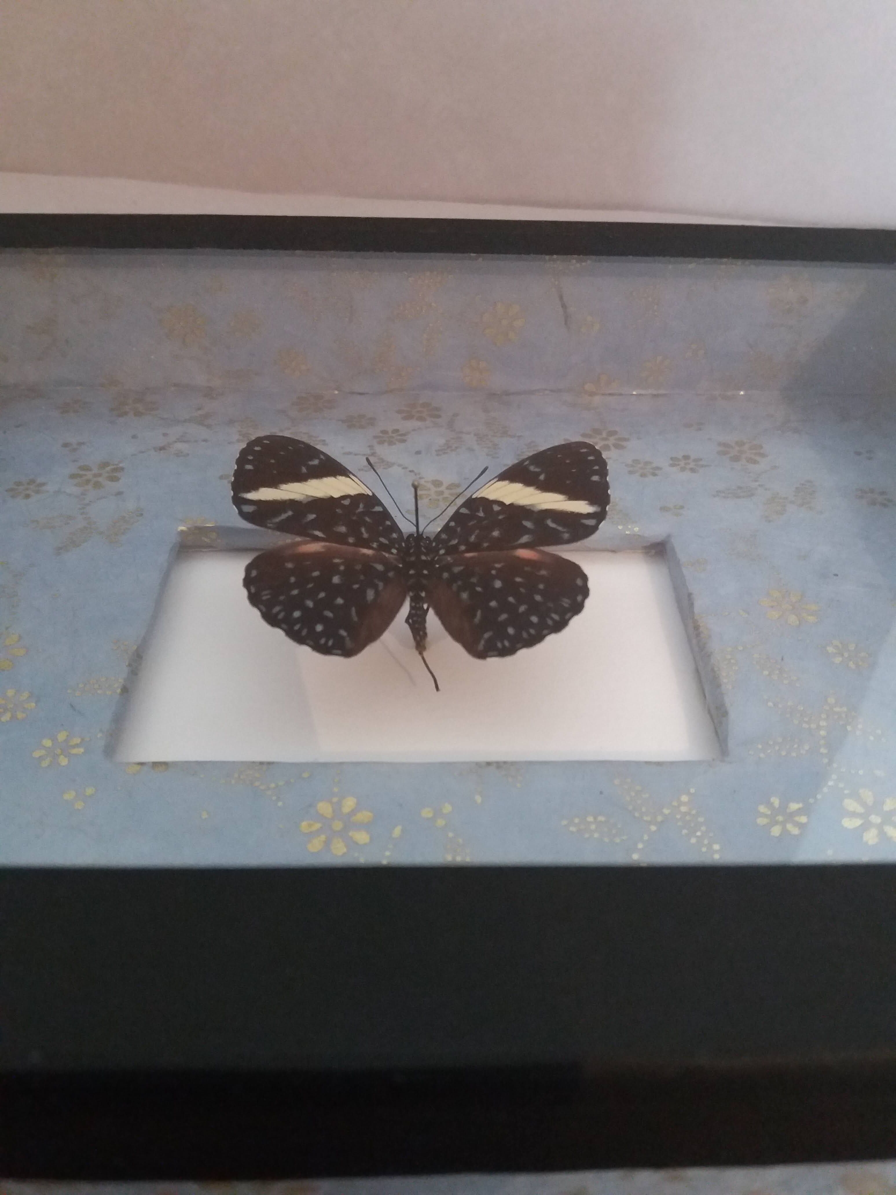 Entomology frame with butterfly hamadryas laodamia