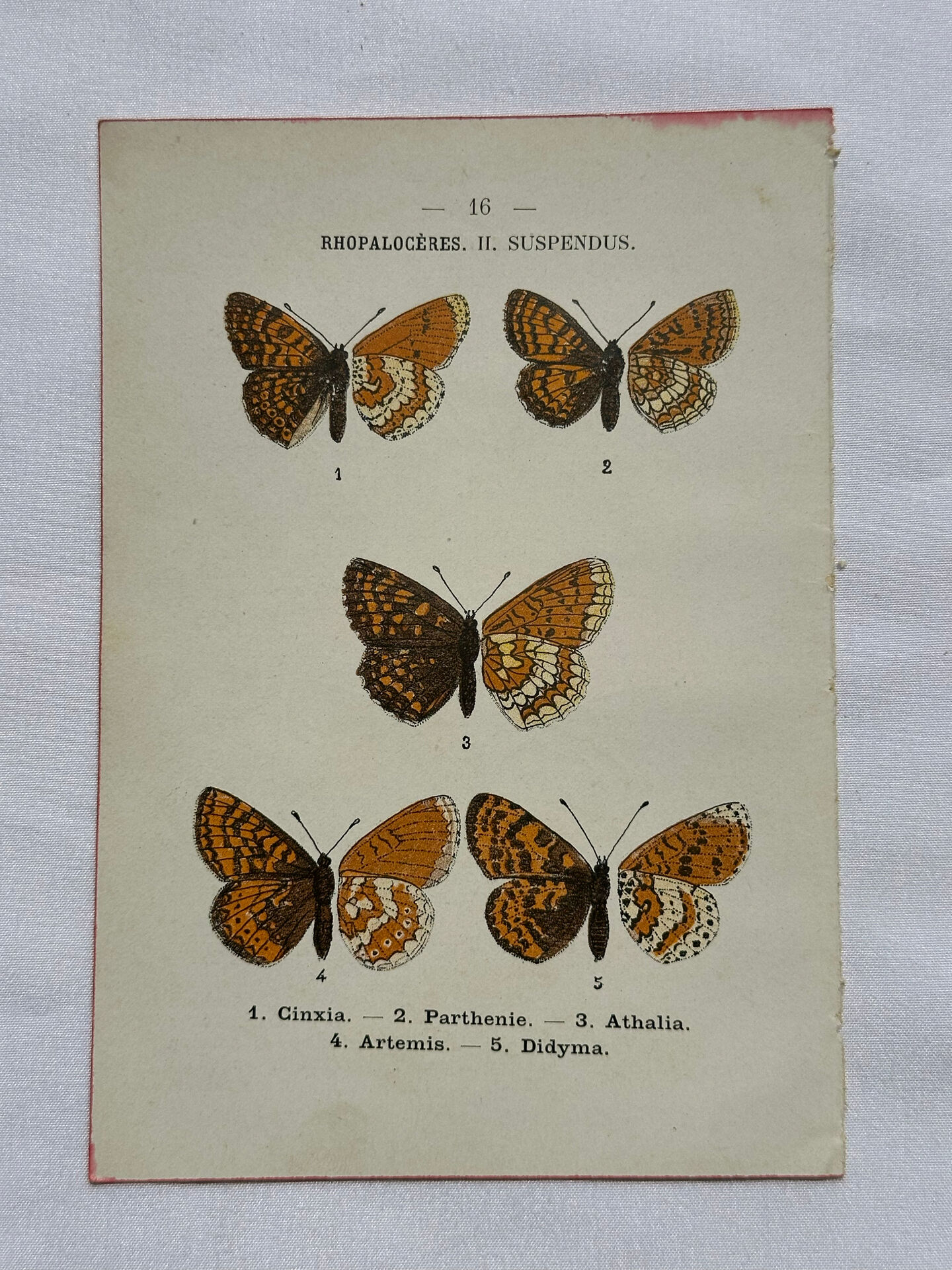 Botanical engraving double-sided butterflies naturalist plate etching