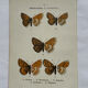 Botanical engraving double-sided butterflies naturalist plate etching