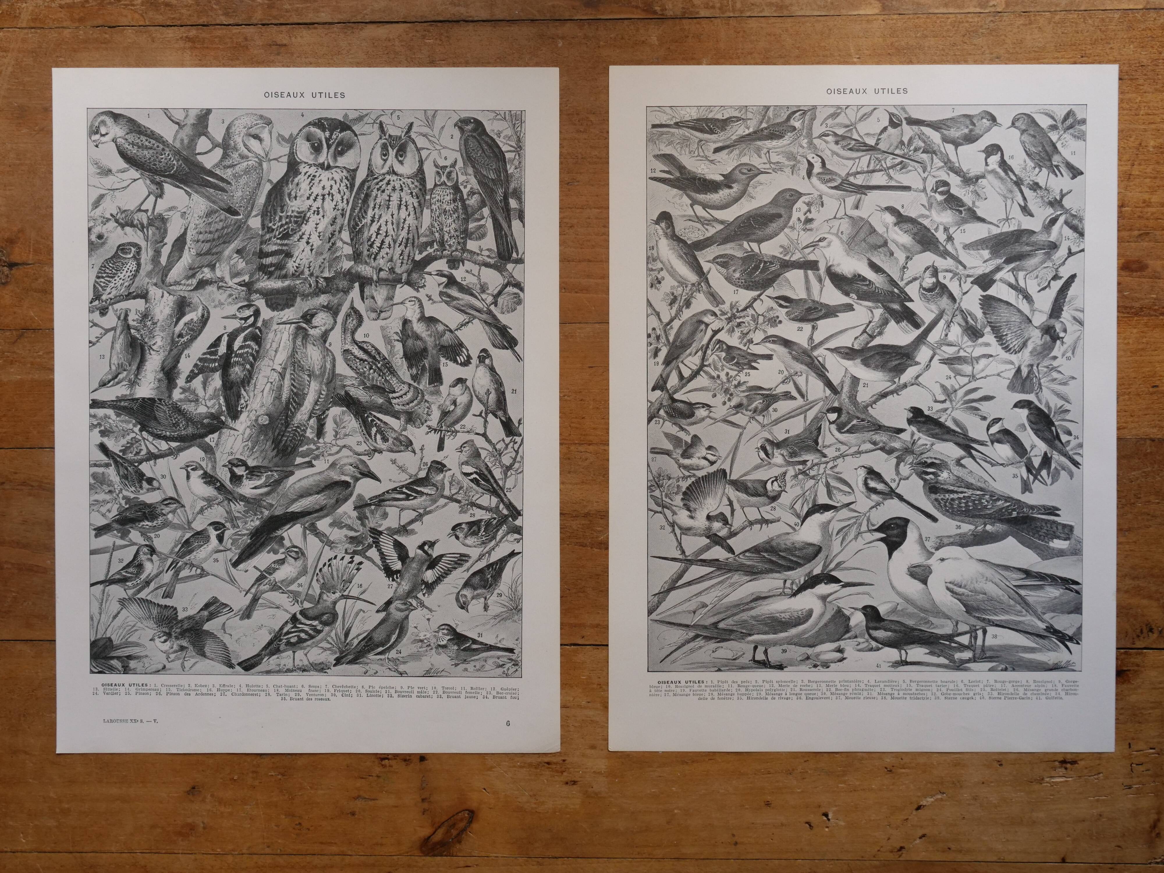 Original lithographs of birds of paradise and farmyard birds