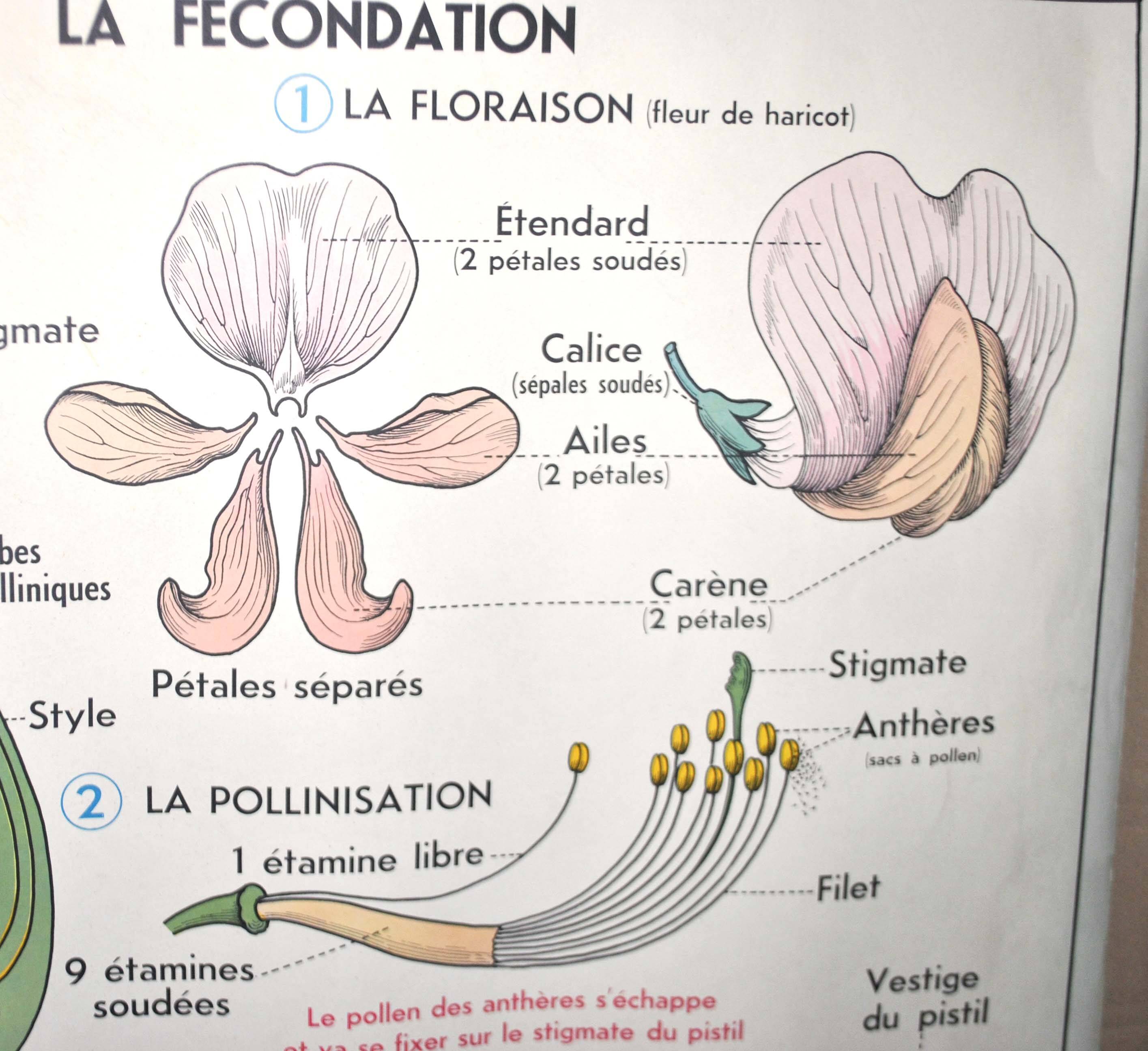 Nature school educational poster "plant multiplication" "the fertilization of a flower" lang