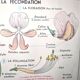 Nature school educational poster "plant multiplication" "the fertilization of a flower" lang