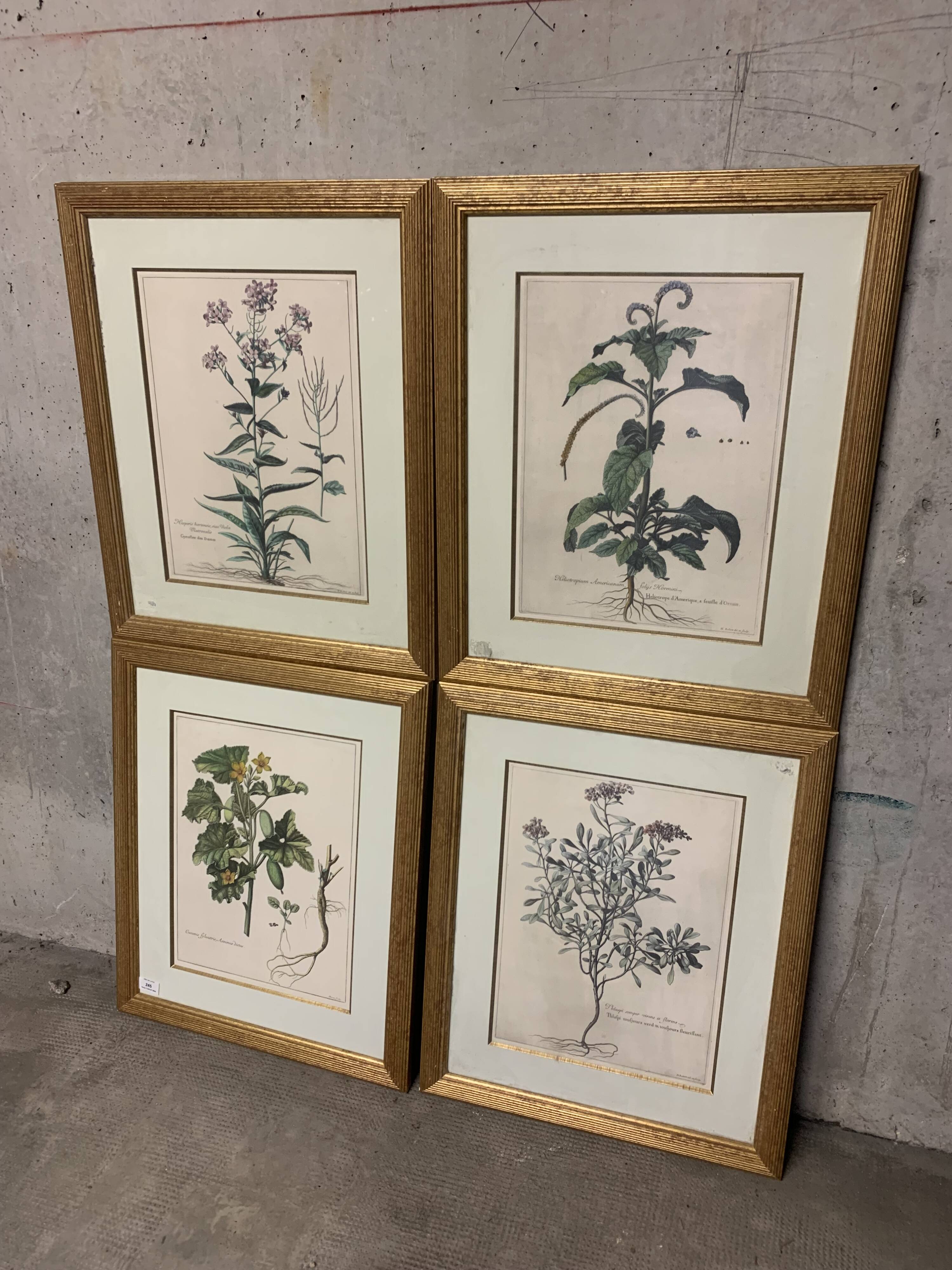 Lot of Paintings Botanical Engravings Old Vintage Herbariums