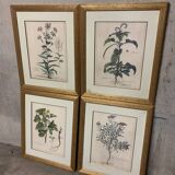 Lot of Paintings Botanical Engravings Old Vintage Herbariums
